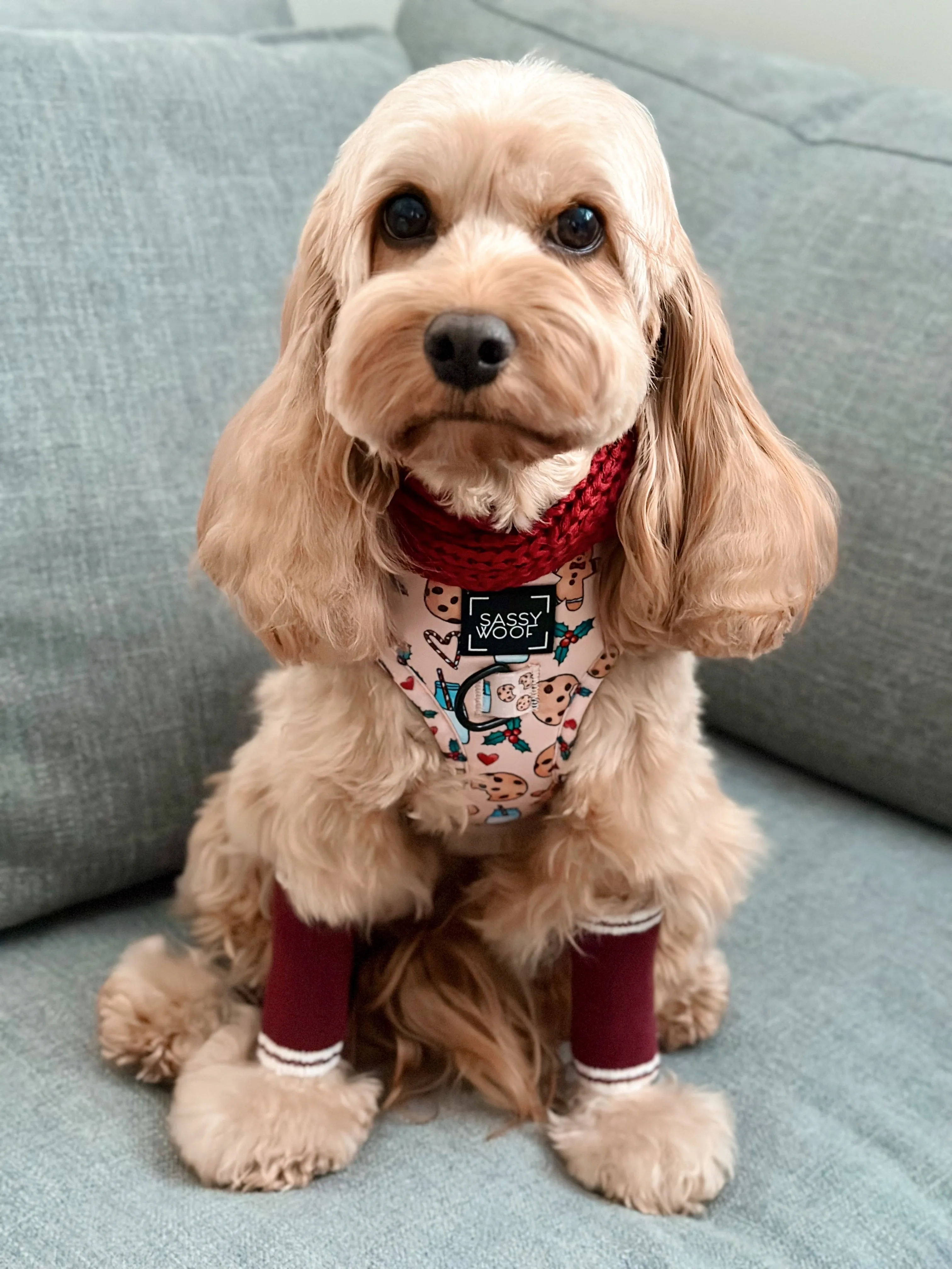 Dog Leg Warmers - Red