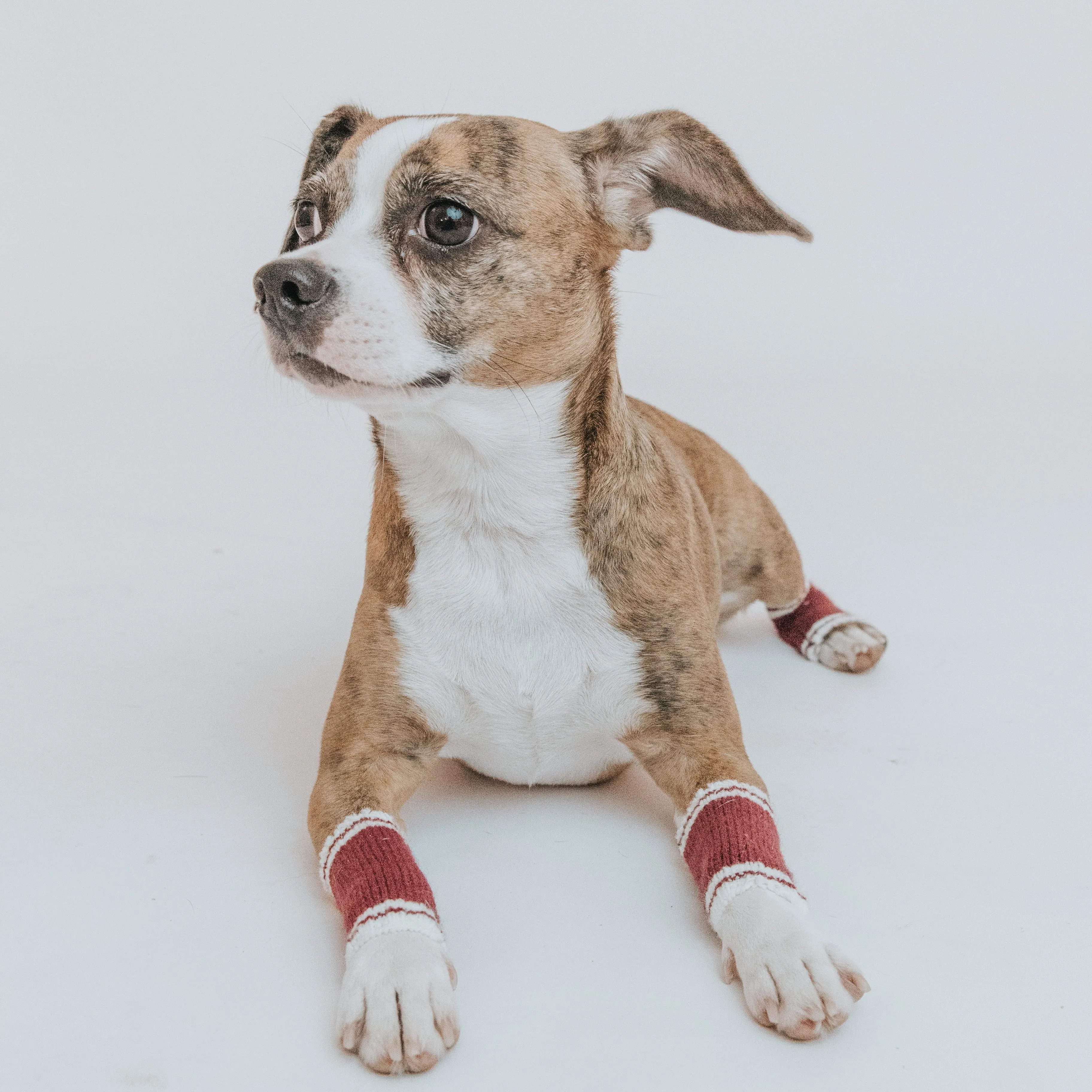 Dog Leg Warmers - Red