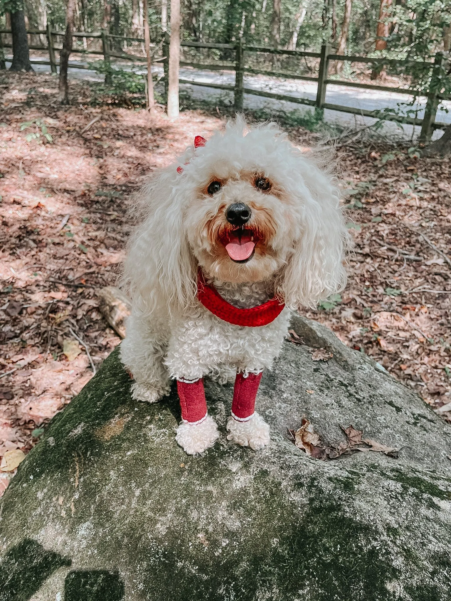 Dog Leg Warmers - Red